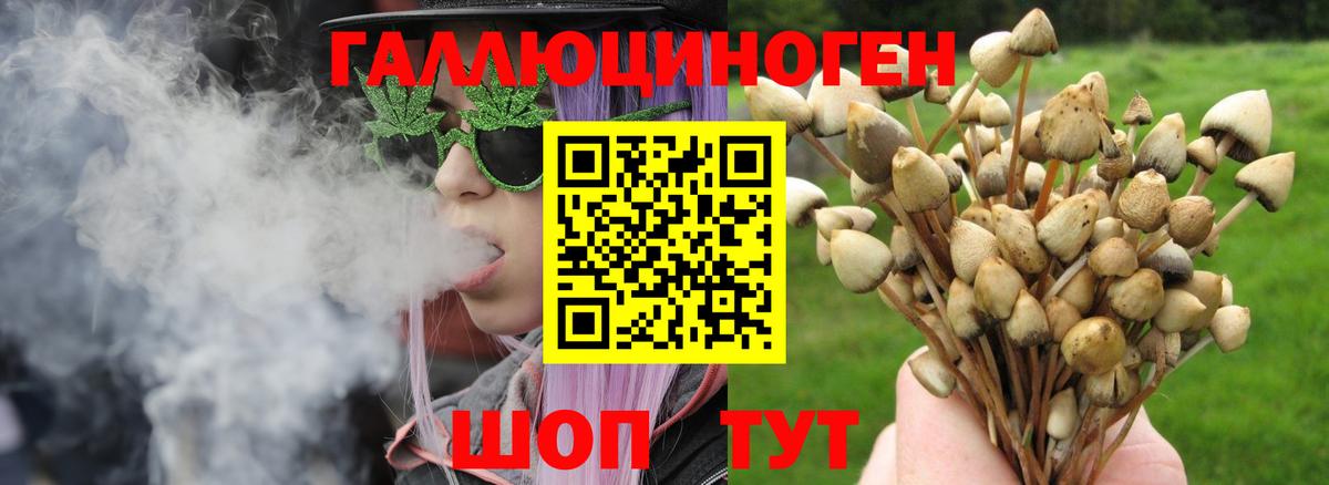 закладки  Галлюциногенные грибы Psilocybine cubensis  Вход с VPN  Михайловск 